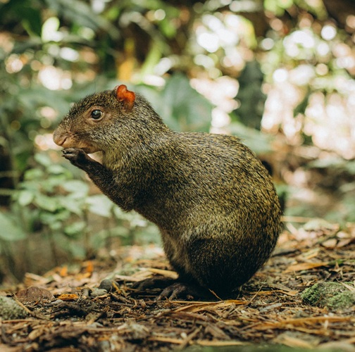 Central American agouti feeding near the trail at Sirena Station during a one-day Corcovado tour