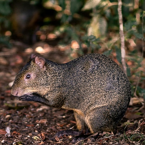 Agouti feeding on the forest floor during a three-day guided tour through Sirena Station in Corcovado
