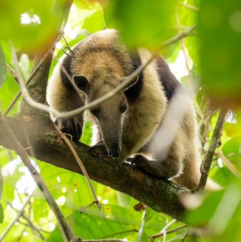Northern tamandua walking along a tree branch in the rainforest near Sirena Station