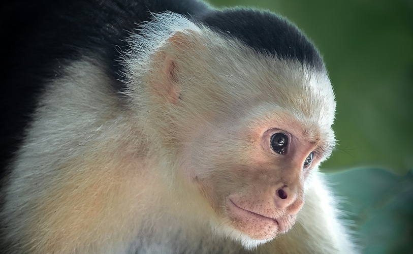 White-faced capuchin monkey during a one-day Corcovado tour from Drake Bay