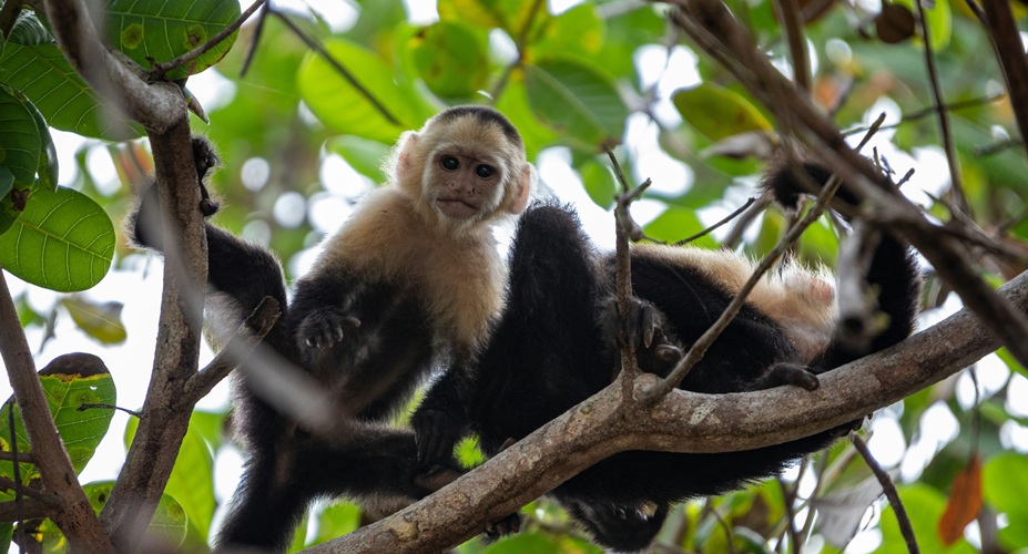 White-faced capuchin monkeys during a two-day Corcovado tour from Drake Bay