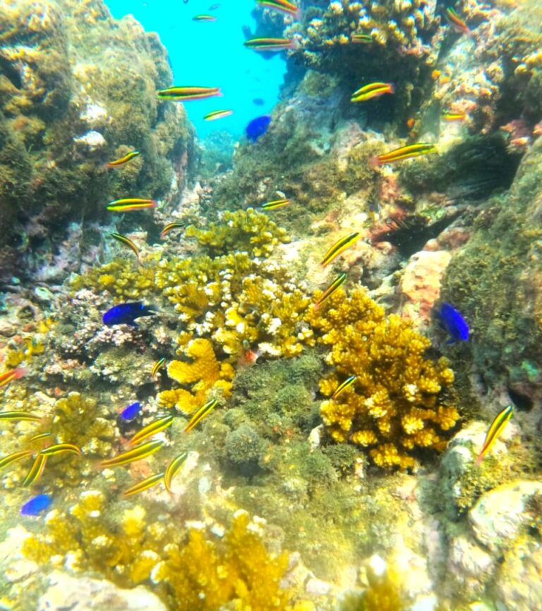 Sparse coral formations and reef fish near Caño Island on a snorkeling tour from Sierpe