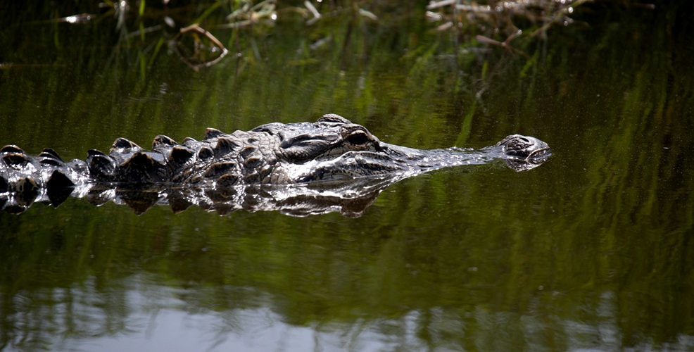 Crocodile moving across the water during a wildlife boat tour on the Sierpe River
