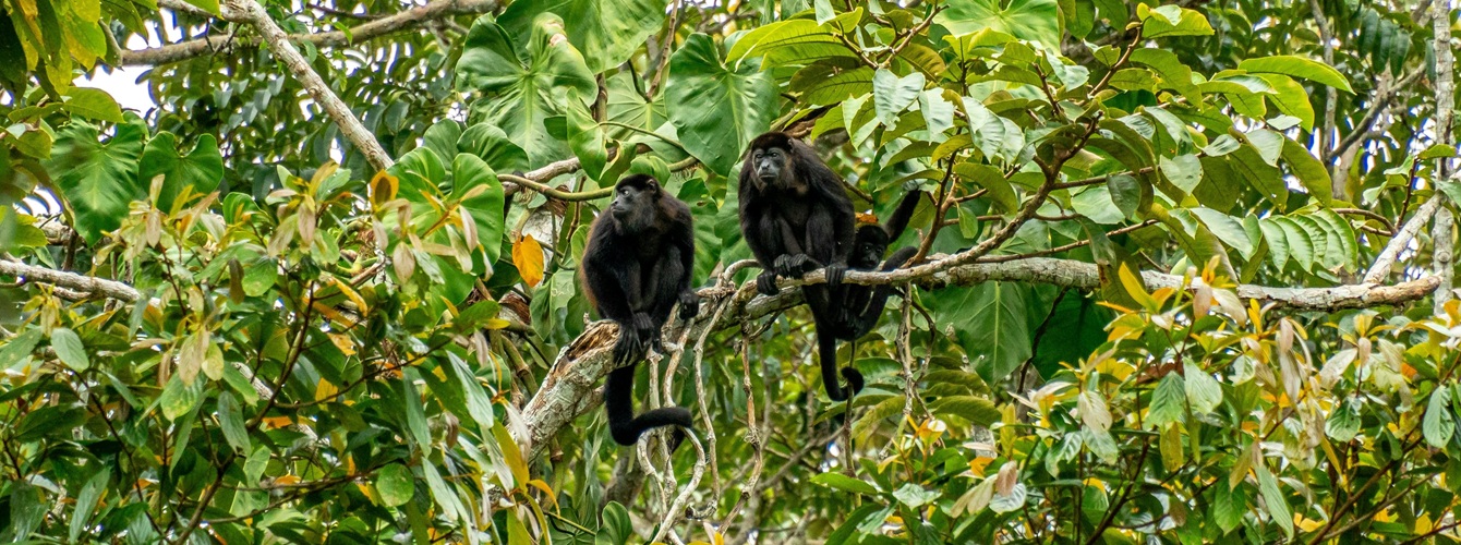 Mantled howler monkeys during a three-day Corcovado tour from Drake Bay