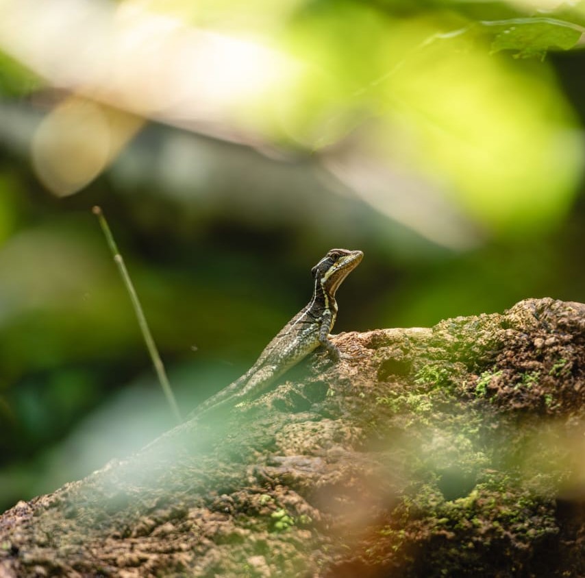 Basilisk lizard sunbathing on a fallen tree in Corcovado National Park