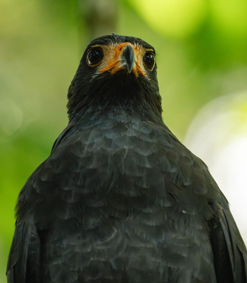 Mangrove black hawk spotted during boat trip from Sierpe to San Pedrillo Station, Corcovado