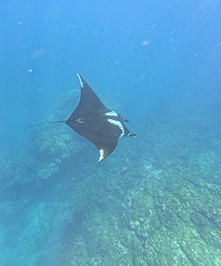 Manta ray gliding in open water near Caño Island during a scuba diving trip from Drake Bay
