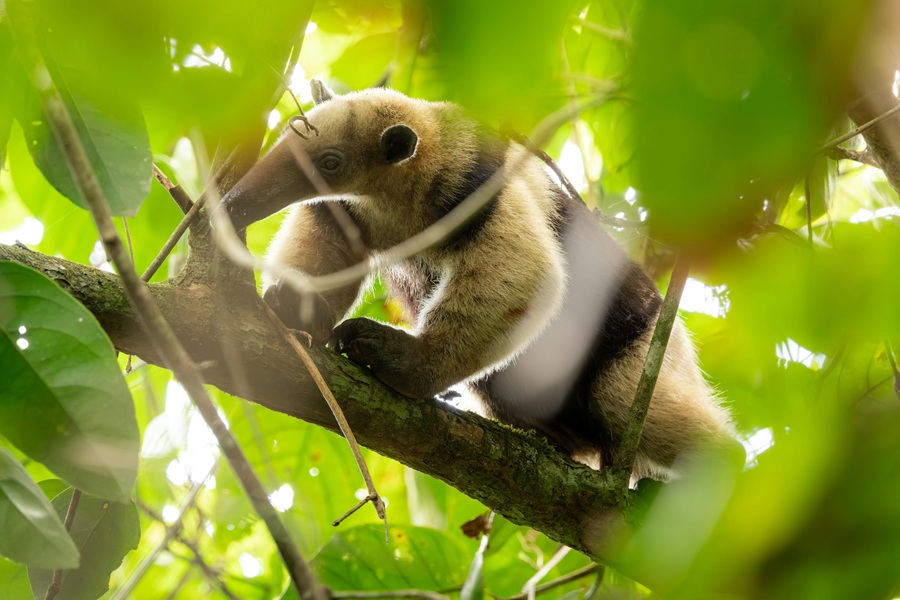 Northern tamandua during a one-day Corcovado tour from Drake Bay to San Pedrillo Station