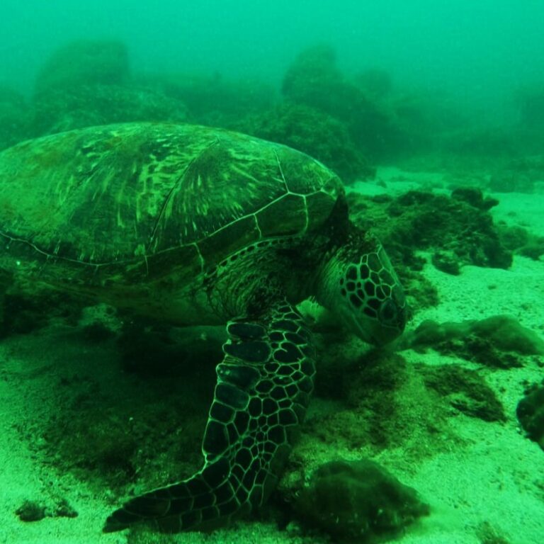 Olive Ridley sea turtle resting peacefully on the ocean floor at Caño Island