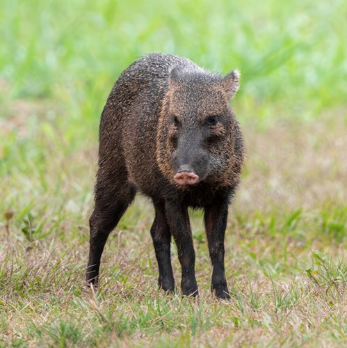 Collared peccary walking across Sirena Station’s landing strip inside Corcovado