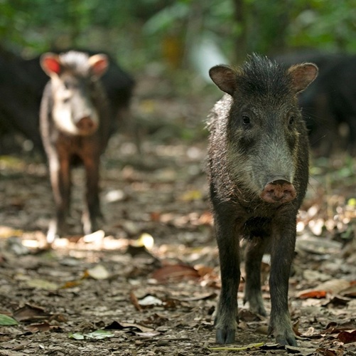 Two white-lipped peccaries walking on a jungle trail in Corcovado National Park