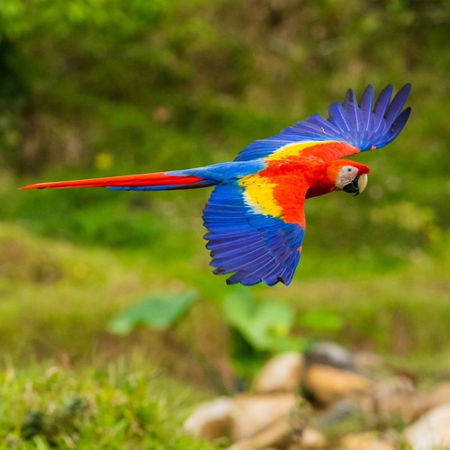 Scarlet macaw flying above the rainforest canopy at Sirena Station, Osa Peninsula