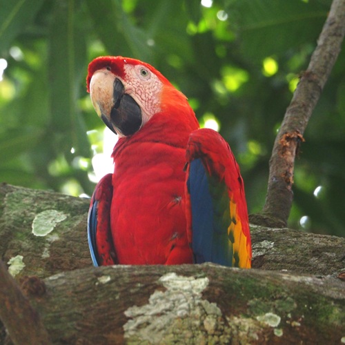 Scarlet macaw perched in a tropical tree near Sirena Station in Corcovado