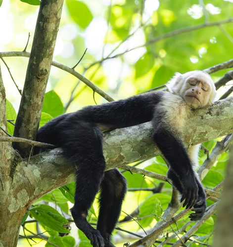 White-faced capuchin monkey sleeping on a mossy branch in Corcovado’s lowland forest