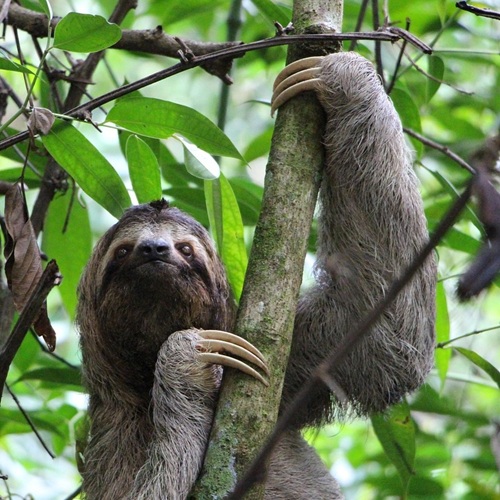 A three-toed sloth climbing a tree near Sirena Station on the Corcovado three-day tour from Drake Bay