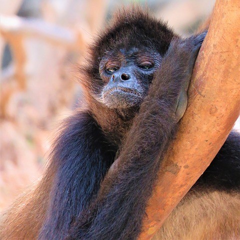 A spider monkey resting on a branch in Corcovado’s lowland rainforest during the second day of the tour