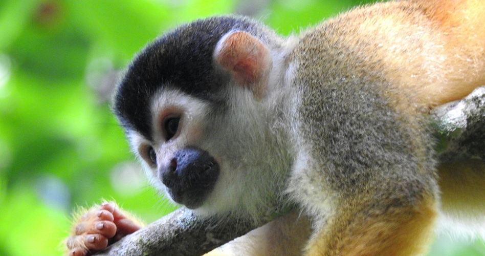 Central American squirrel monkey during a two-day Corcovado tour from Puerto Jiménez