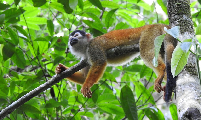 Central American squirrel monkey resting on a branch during a three-day Corcovado tour from Sierpe