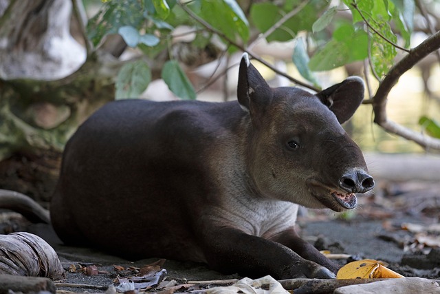Baird’s tapir during a three-day Corcovado tour from Puerto Jiménez