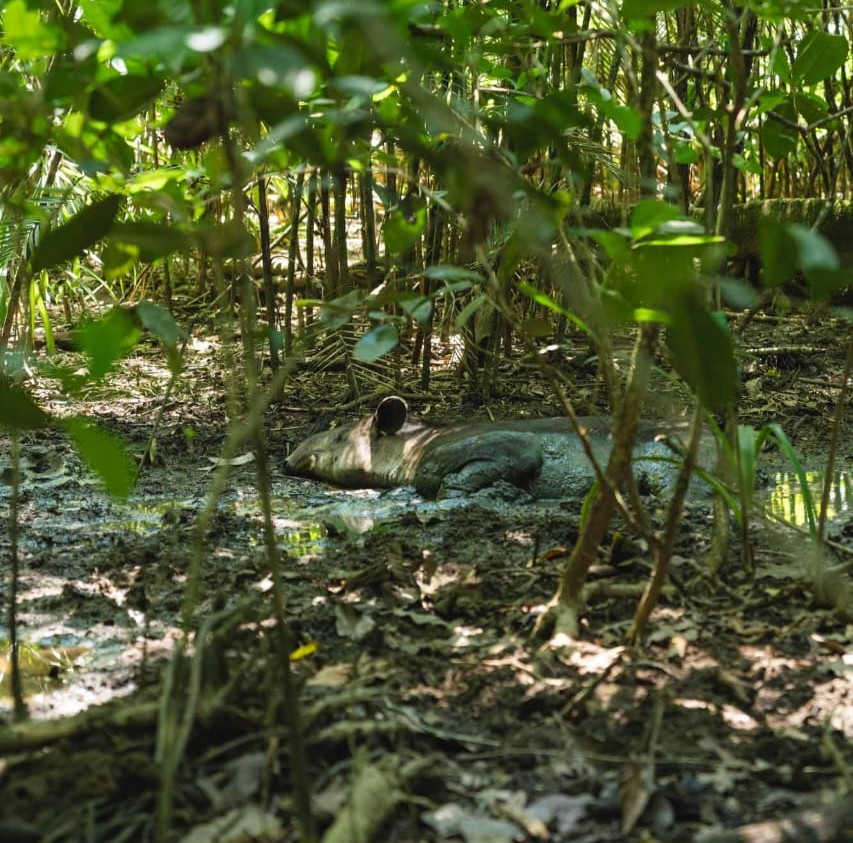 Baird’s tapir resting in the mud near Sirena Station, Corcovado National Park