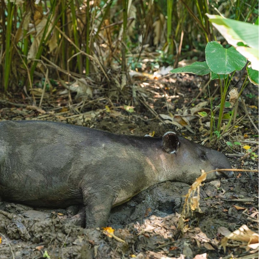Tapir resting along rainforest trail in San Pedrillo, Corcovado National Park