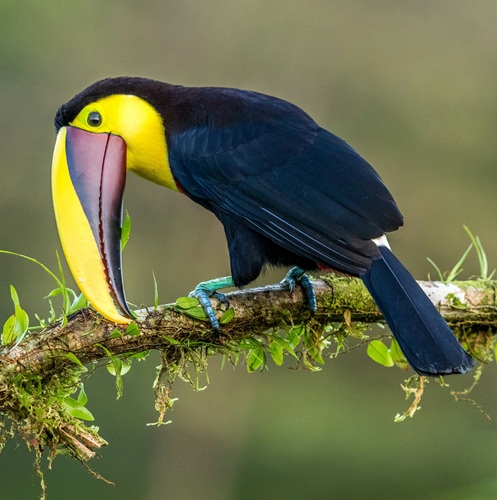 Yellow-throated toucan perched on a branch, looking down in Corcovado’s rainforest