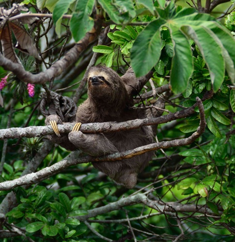 Three-toed sloth hanging from a guarumo branch near Sirena Station in Corcovado National Park