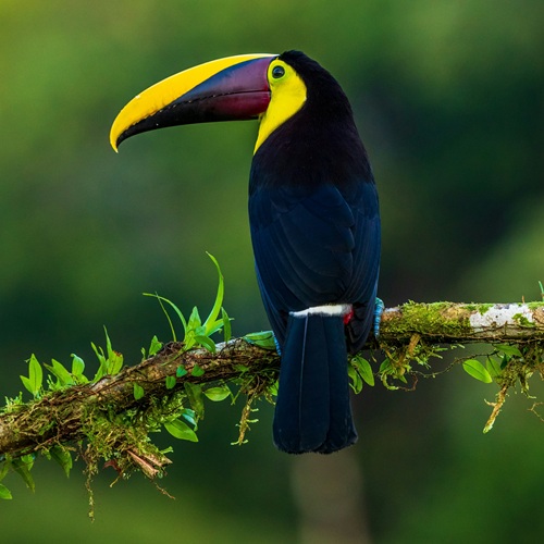 Toucan perched with back to the camera on a branch near San Pedrillo Station