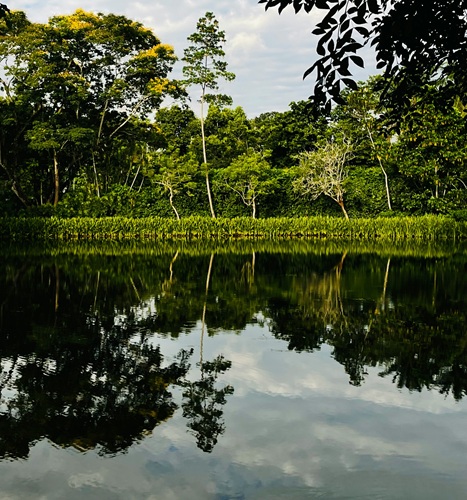 View of mangrove forest and calm river surface in the Terraba-Sierpe Wetlands