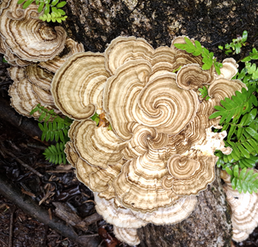 Turkey tail mushroom growing on rainforest floor in San Pedrillo Station, Corcovado