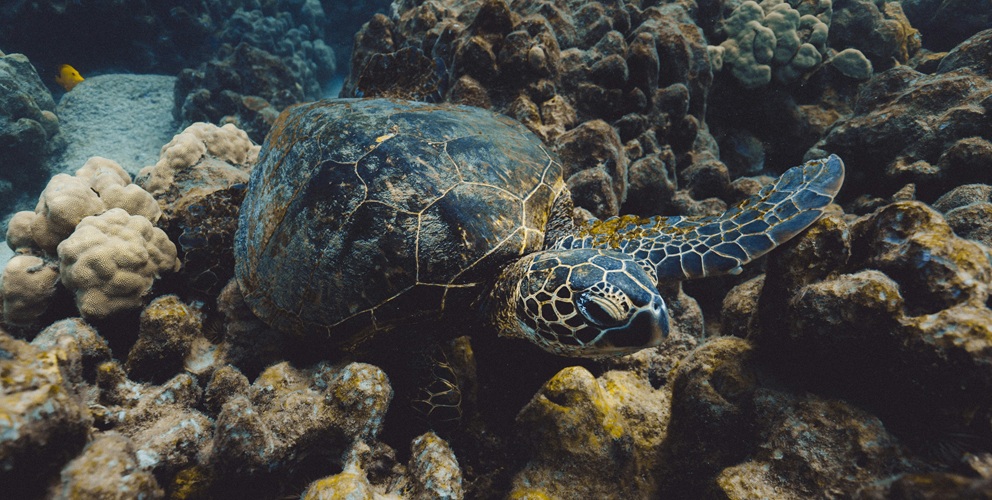 Sea turtle swimming underwater during a Caño Island snorkeling tour from Sierpe