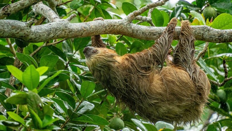 Two-toed sloth during a one-day Corcovado tour from Puerto Jiménez