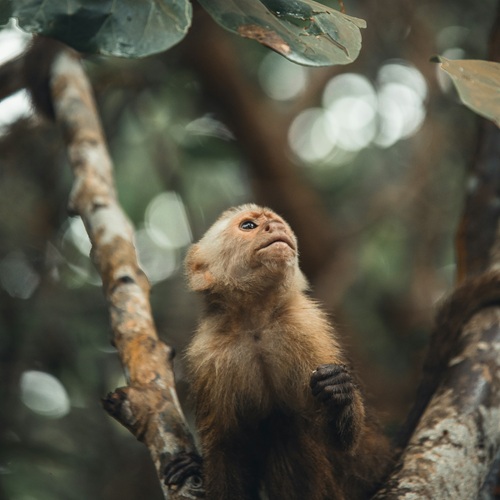 White-faced capuchin monkey looking upward during guided hike in Corcovado
