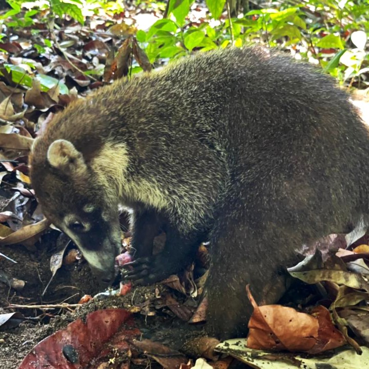 White-nosed coati during guided hike in San Pedrillo, Corcovado National Park
