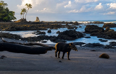 Baird’s tapir walking along a beach in Corcovado National Park