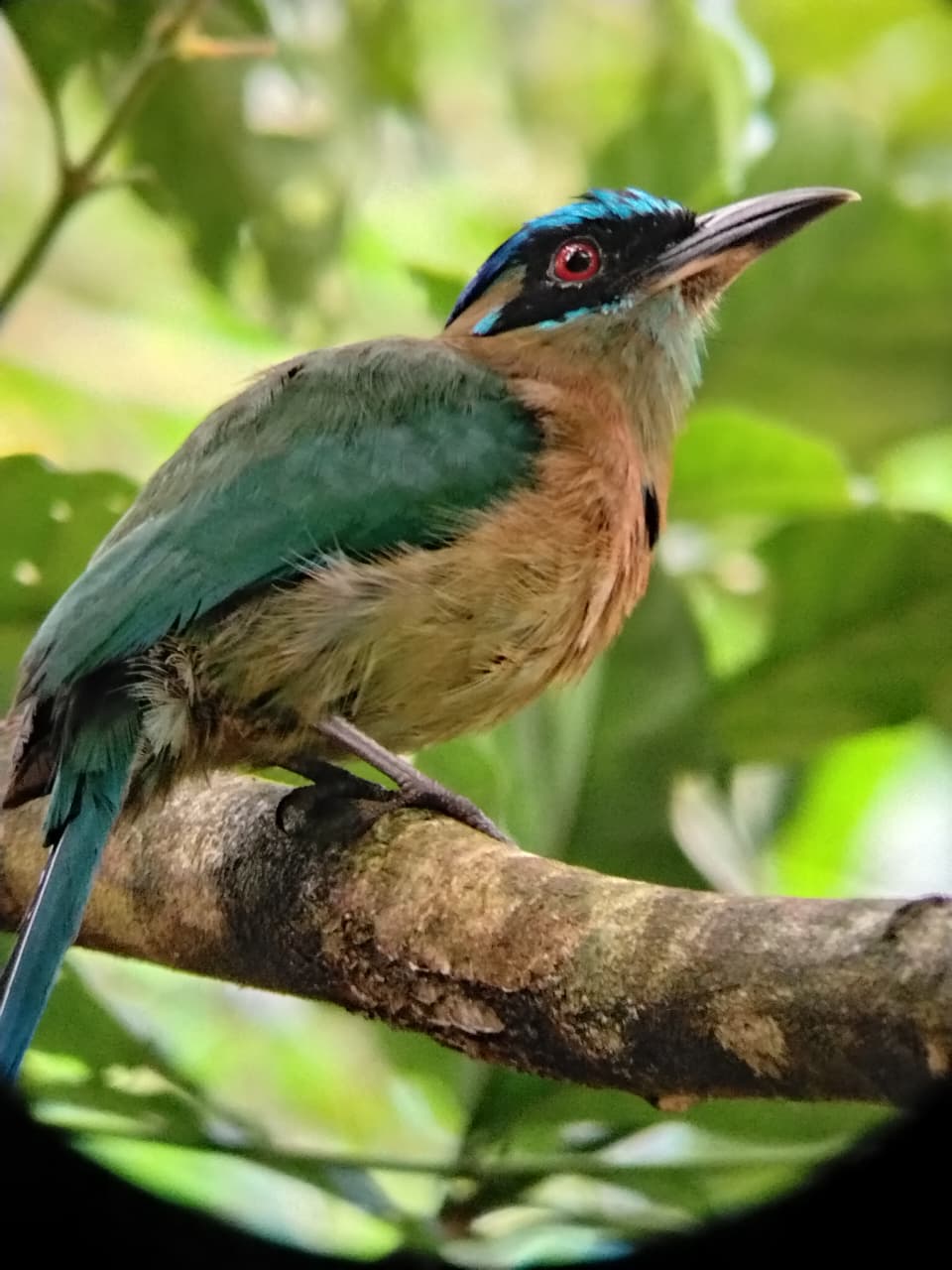 Lesson’s motmot perched on a branch during a birdwatching tour in Drake Bay