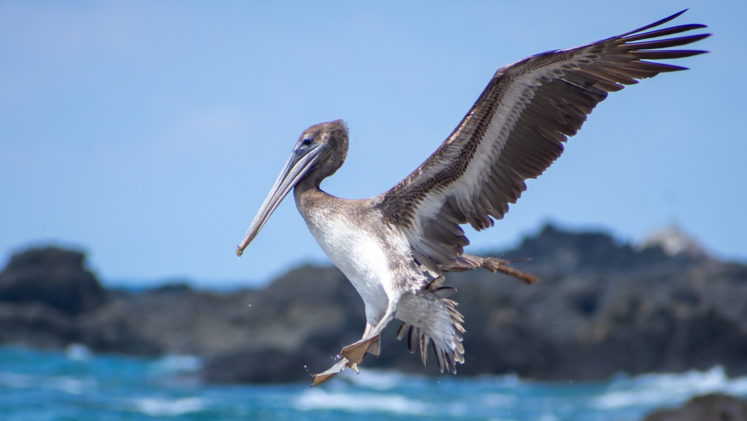 Brown pelican seen during a boat tour from Sierpe to Sirena Station in Corcovado
