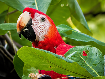 Scarlet macaw feeding on tropical almond fruit during a twilight wildlife tour in Drake Bay