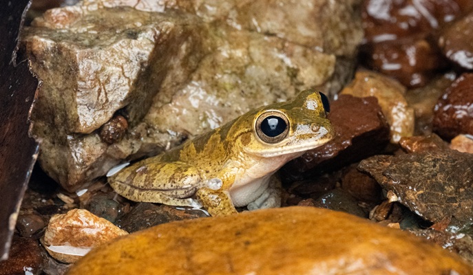 Drab treefrog (Smilisca sordida) on a sandy riverbank during a Drake Bay night walk