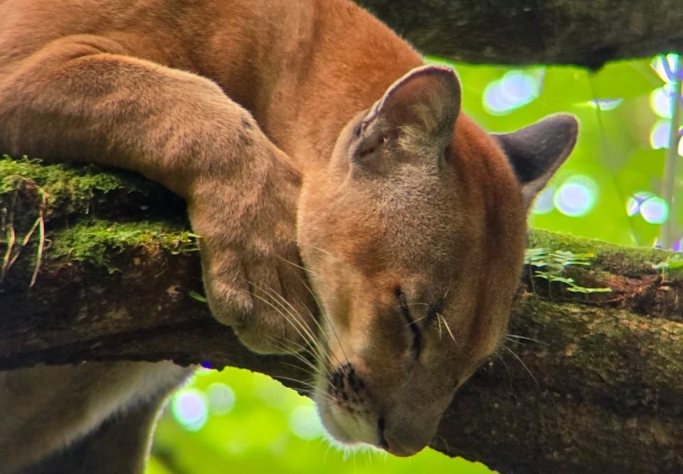 Puma in the rainforest near San Pedrillo Station in Corcovado National Park