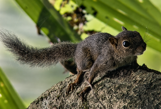 Écureuil pygmée d’Alfaro dans la forêt tropicale près de Puerto Jiménez, Costa Rica