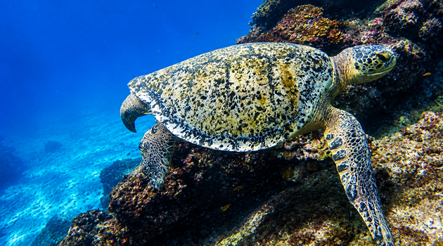 Sea turtle swimming near a rocky reef at Caño Island