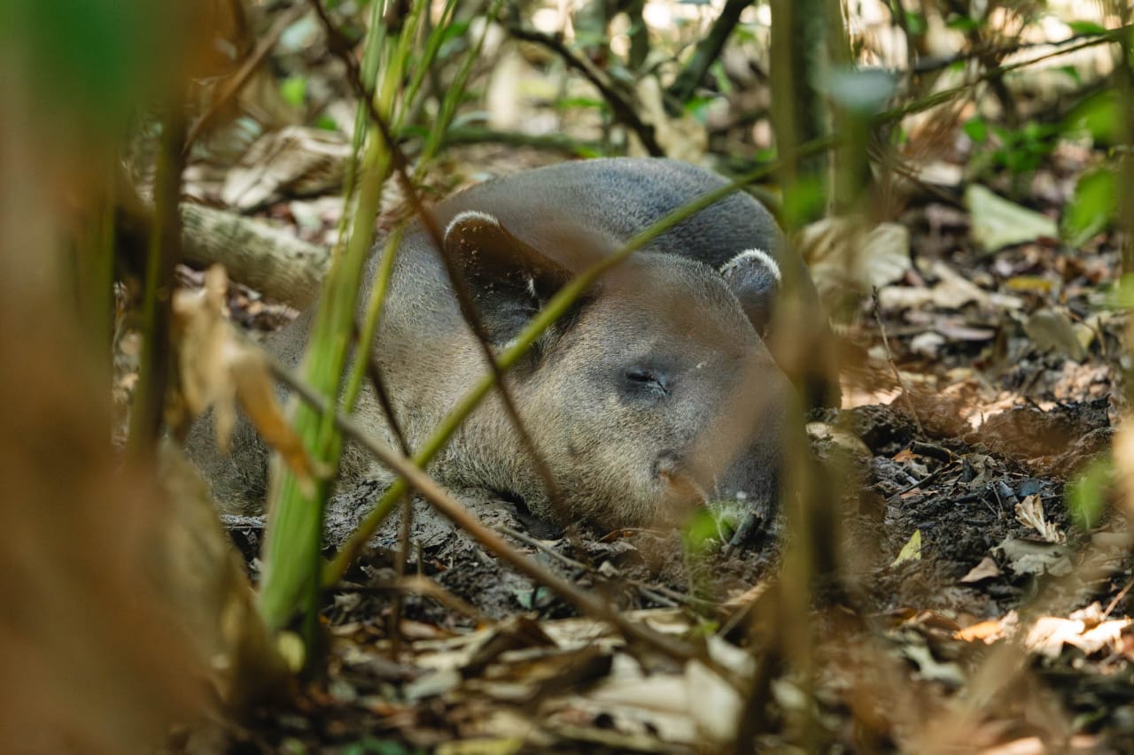 Baird’s tapir resting in the shade near San Pedrillo Station in Corcovado