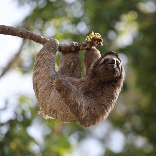 Three-toed sloth hanging from a tree in Costa Rica
