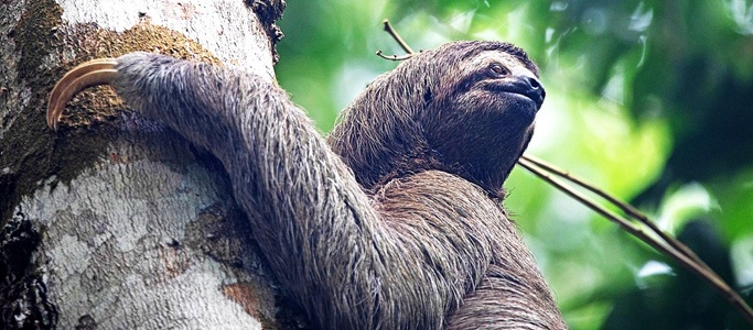 Three-toed sloth climbing a mangrove tree during a private boat tour from Sierpe