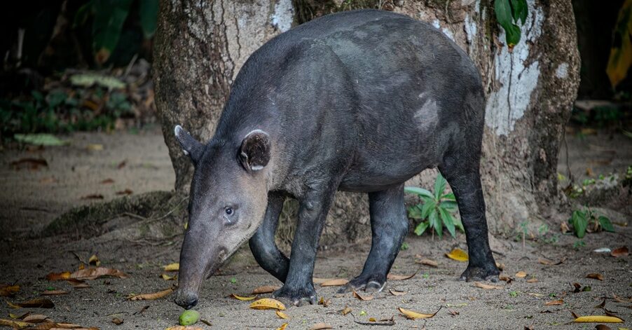 Baird’s tapir walking past a mango tree at Sirena Station in Corcovado