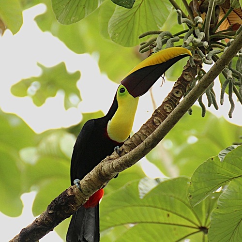 Yellow-throated toucan perched on a Cecropia tree during a Sierpe River birdwatching tour