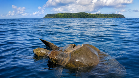 Olive ridley sea turtles mating near Caño Island during a boat tour from Drake Bay