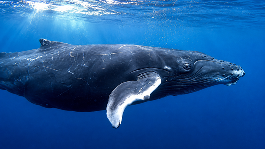 Humpback whale during a whale and dolphin watching tour from Sierpe