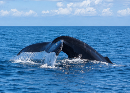 Whale and dolphin watching boat tour from Uvita in Marino Ballena National Park